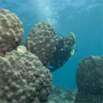 Dive Key West