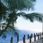 Pines & Palms Resort